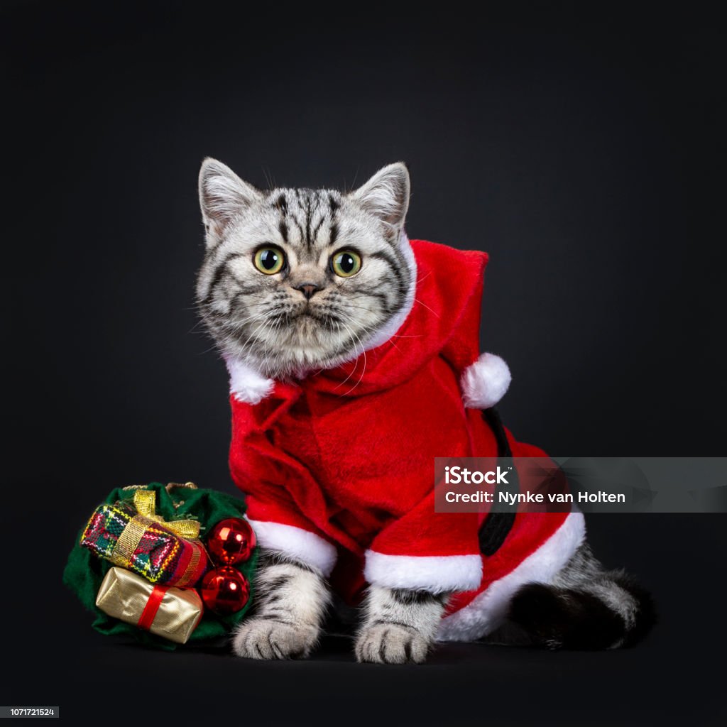 Santa Claws