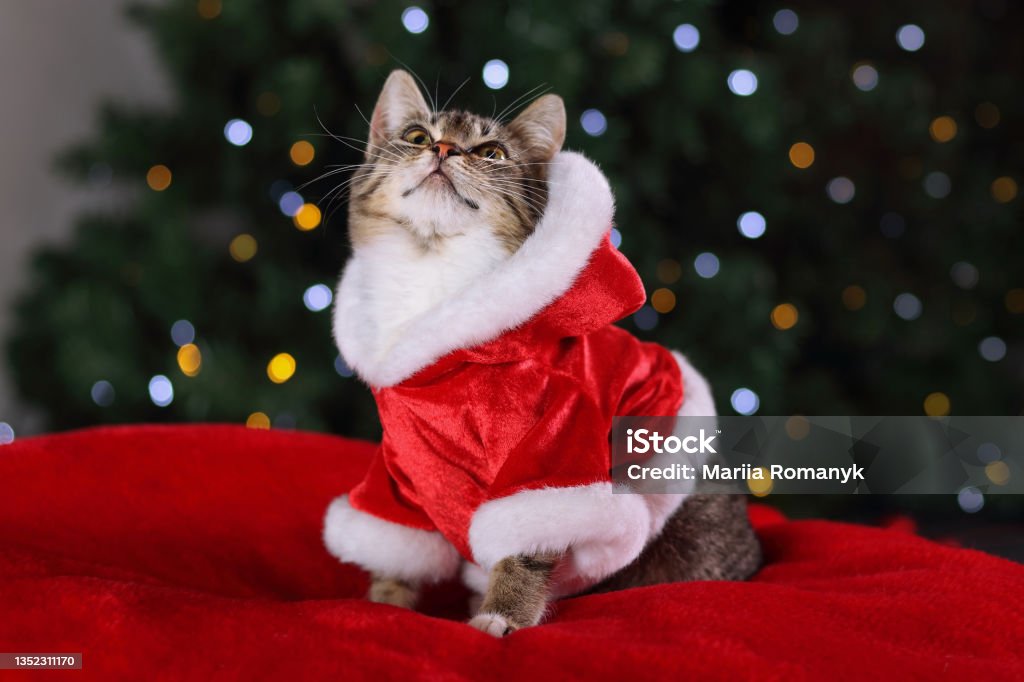 Santa Claws